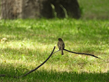Bird on a Branch
