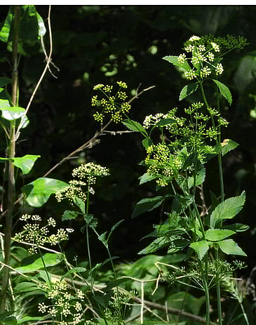 Herbage