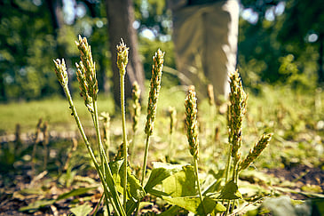 Wild Grass