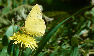 Matching Yellows
