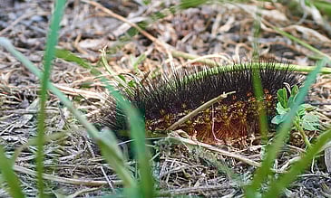 Fuzzy Worm