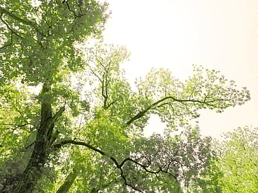 Tree Glow