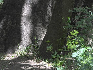 Shadows