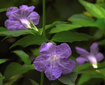 Three Flowers