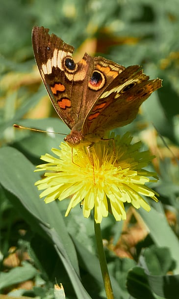 Butterfly Perched on a Dandelion