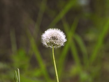 dandelion