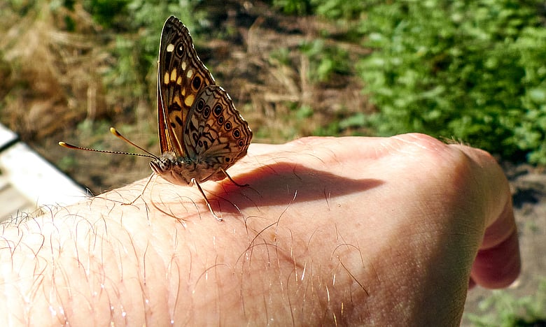 Butterfly Buddy