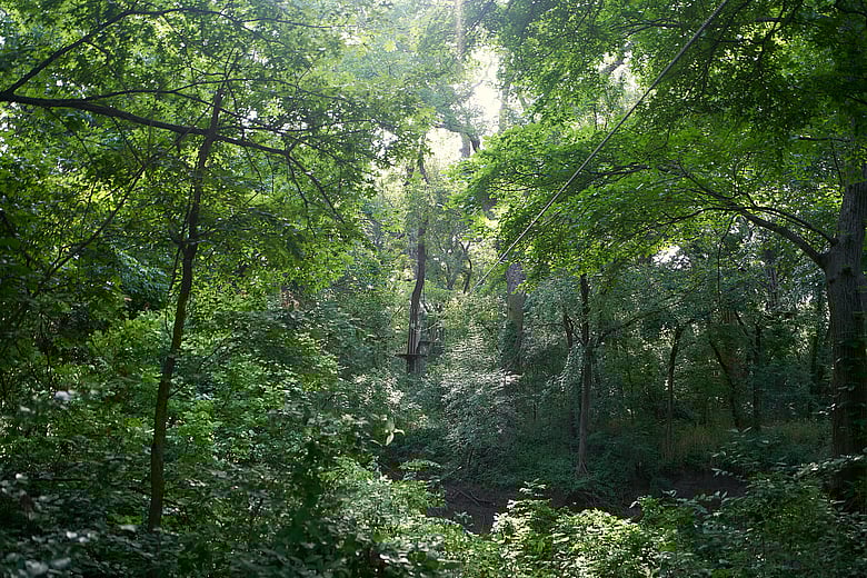 Ziplines through the Forest