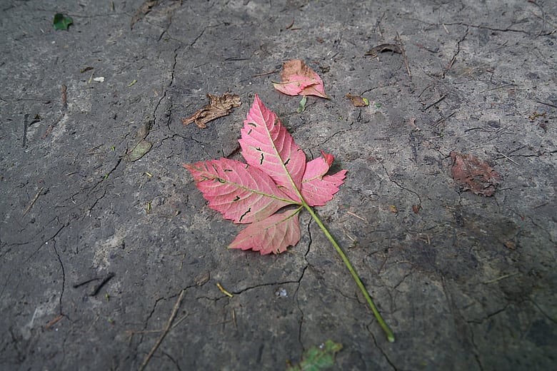 Red Leaf