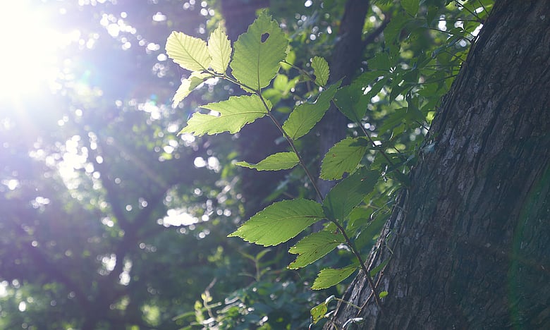 Morning Light