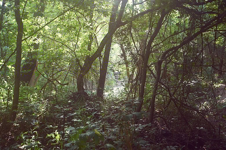 Seeing the Creek