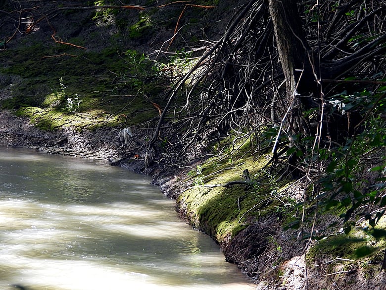 Creekbank Moss