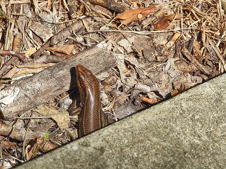 Skink Peeking Out