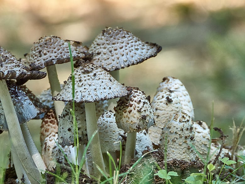 Mushrooms, Right