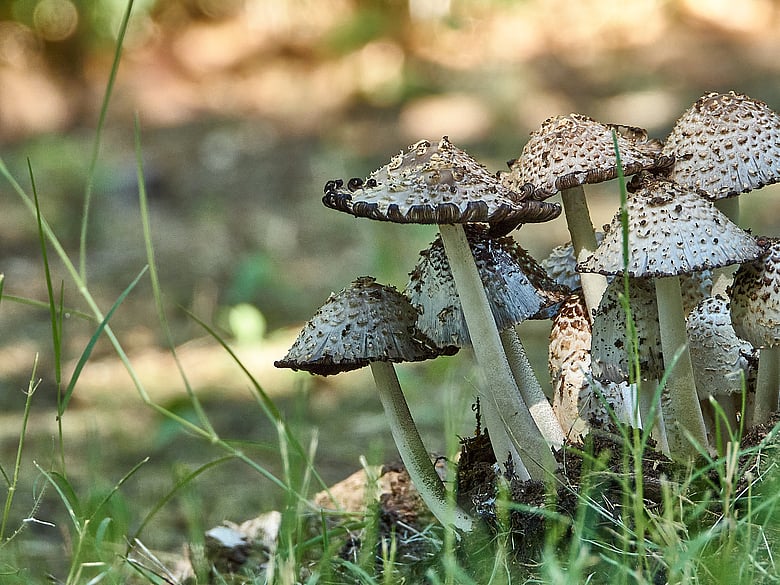 Mushrooms, Left