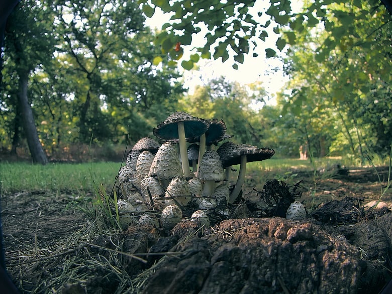 A Mushroom Colony