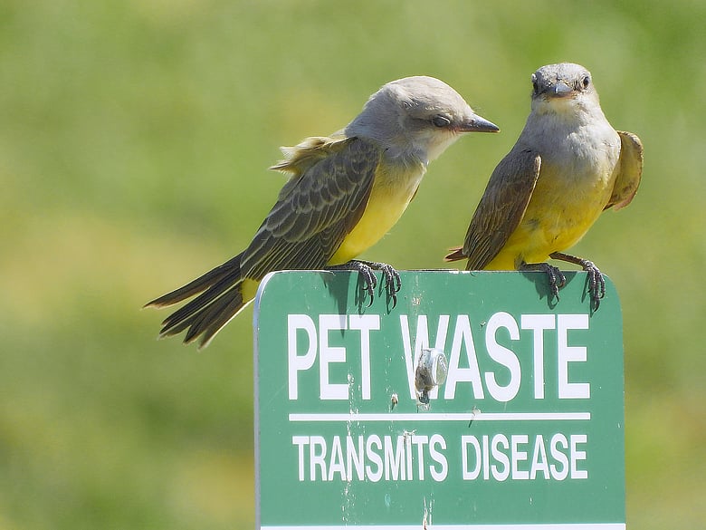 Pet Waste