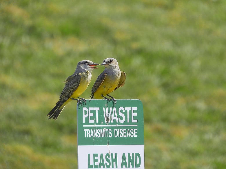 A Bird Conversation