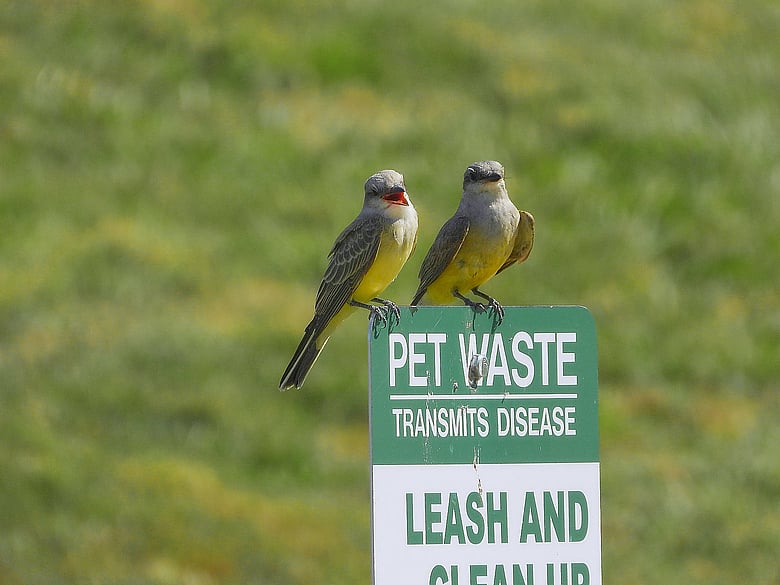 Bird Buddies