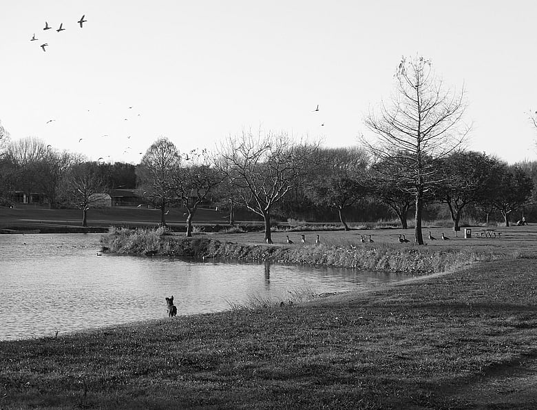 Dog watching geese fly