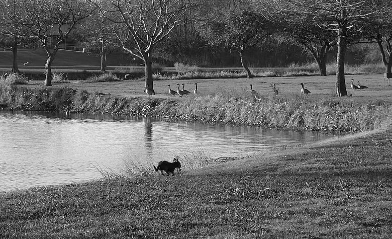A little dog having fun in the park