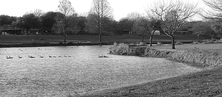 Geese take to the pond at our approach