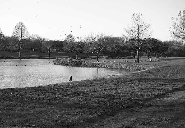 A little dog having fun in the park