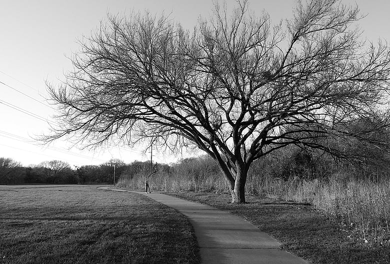 An old tree in winter