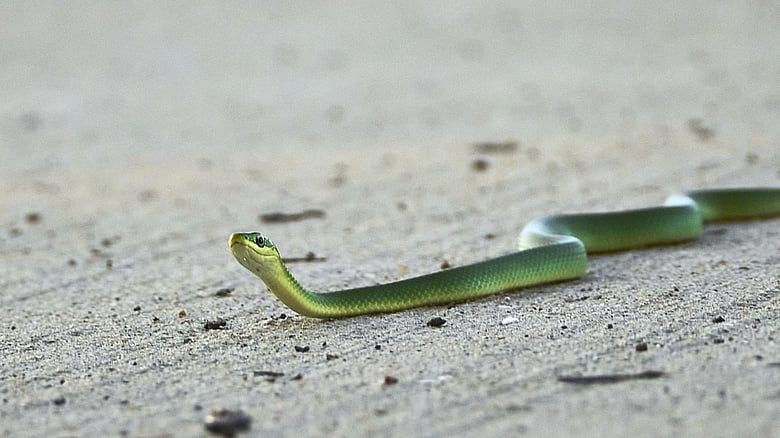 snake buddy