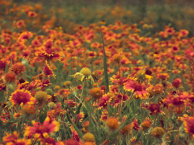 a field of firewheels