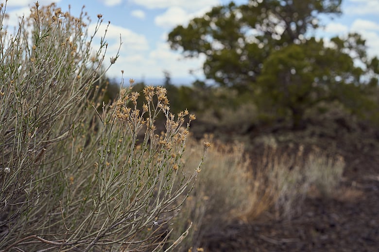 Along the Path