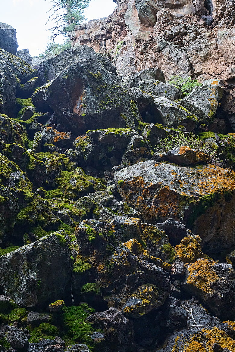 Red and Green Moss