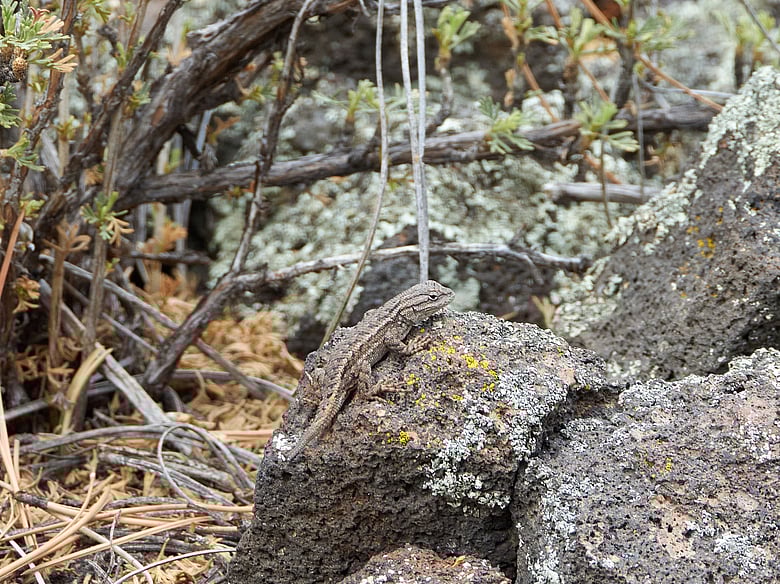 Lizard Buddy