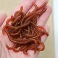 BURLE Simulation Earthworm Red Soft Lures for Freshwater and Saltwater Fishing - Realistic Design, High-Quality Materials, Easy to Use, Versatile Lures for Bass, Trout, and More - Environmentally Friendly Artificial Bait for Avid Anglers