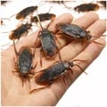 Realistic Funny Cockroach Joke Decoration Props - Set of 6 Durable Rubber and Plastic Simulation Bugs - Perfect for Pranking, Parties, and All Ages - Scare and Laugh with These Hilarious Practical Jokes Toys