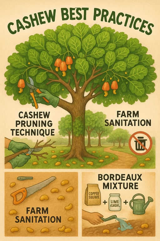 Mastering Cashew Cultivation: Best Practices for Bountiful Harvests