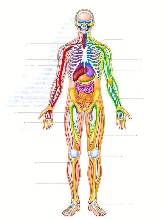 Inside You: An Exploration of Body Systems