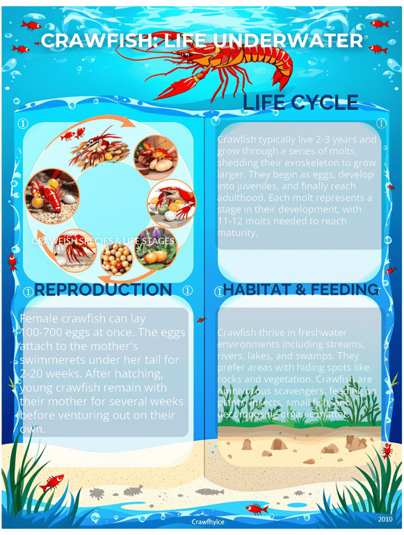 Crawfish Chronicles: Life Beneath the Surface