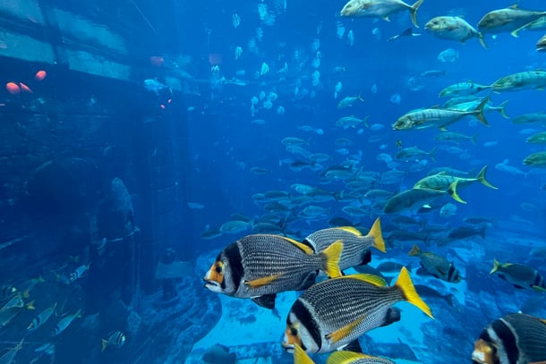 Amazing view of the aquarium from inside our underwater suite in Atlantis