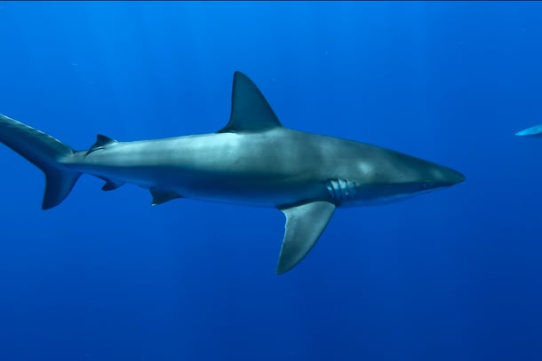 A large shark swimming through the ocean