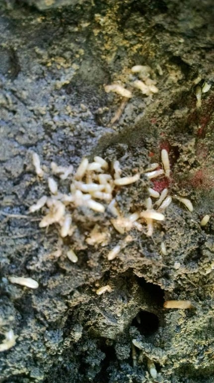 Sureguard Termite & Pest Services