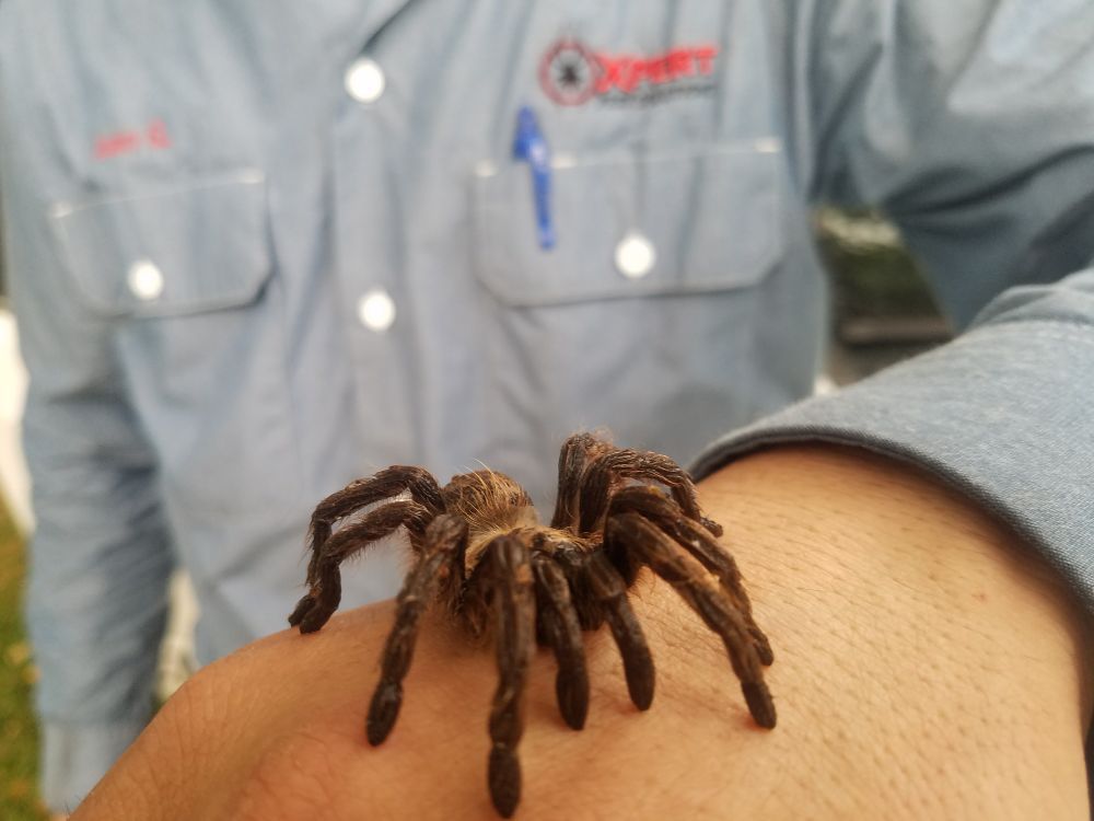 Xpert Pest Solutions