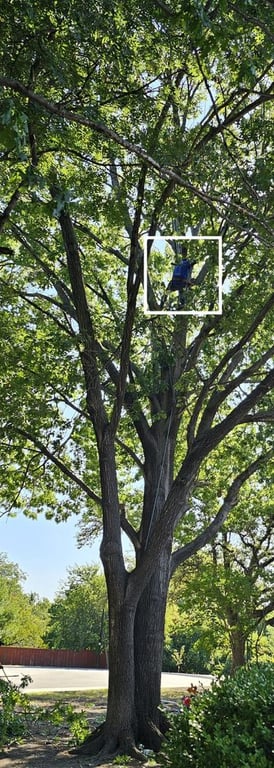 Ayala's Landscaping & Tree Service LLC