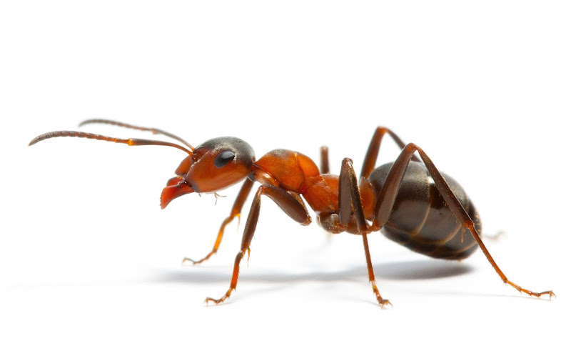 Safe Earth Pest Control