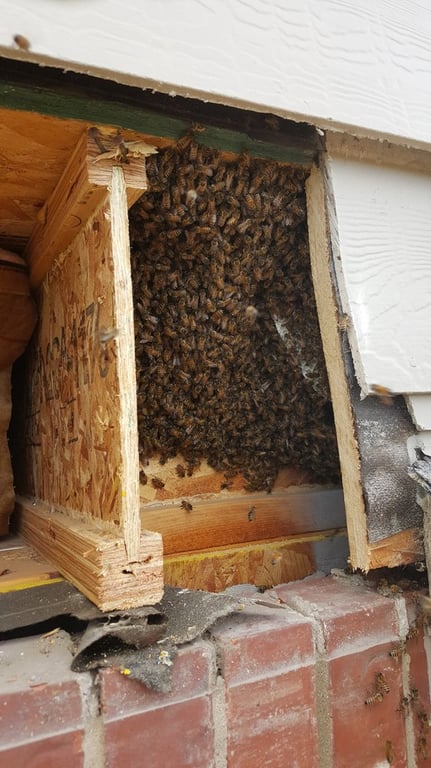 Affordable Bee Removal