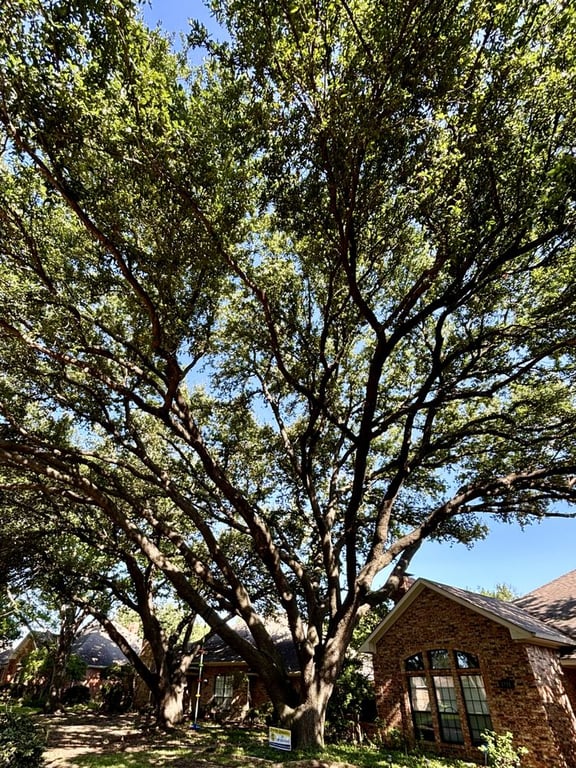 Ruiz Landscape & Lawn Care