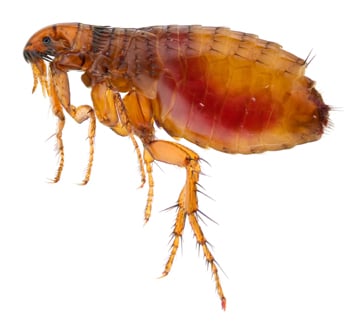 AJB Pest & Termite