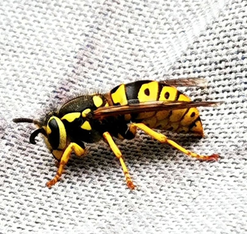 Red Oak Pest Control
