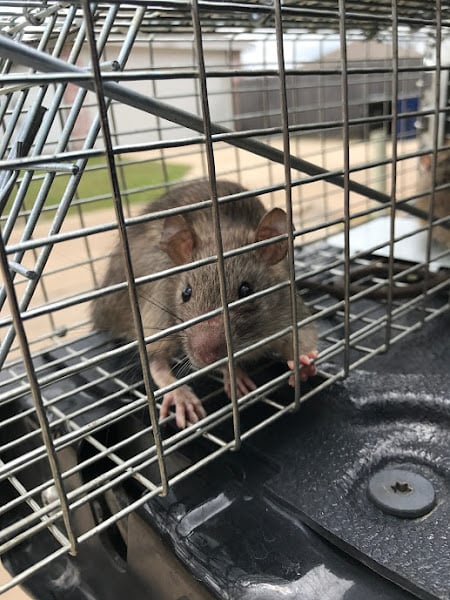 Legacy Rodent Control