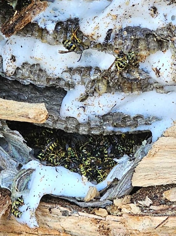 Red Oak Pest Control